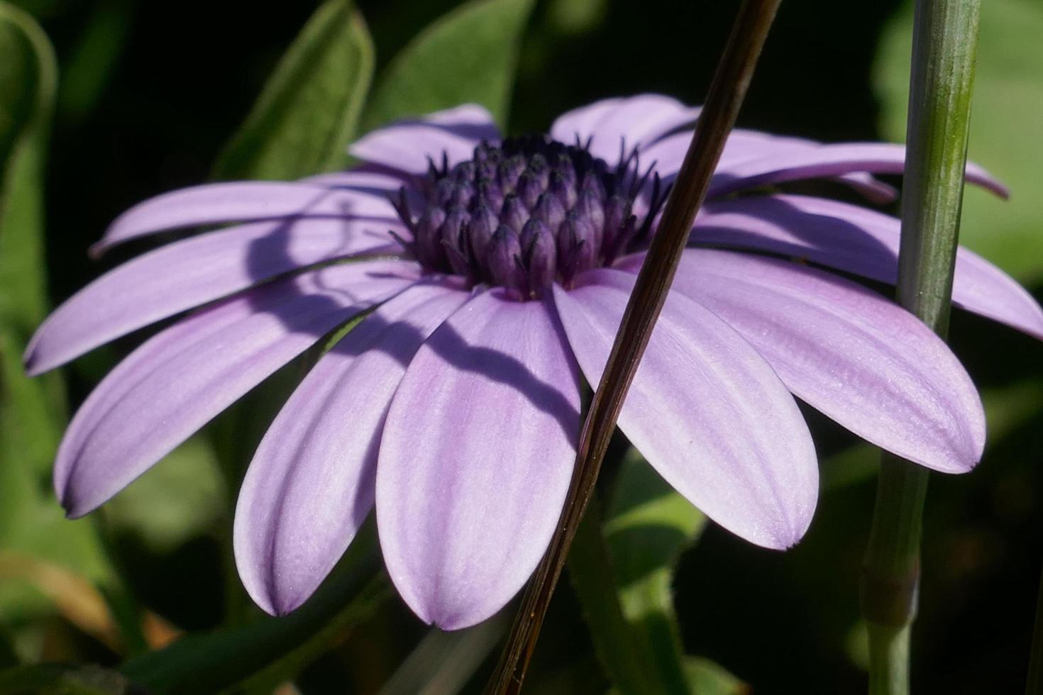 marguerites violettes dans une journée ensoleillée photo