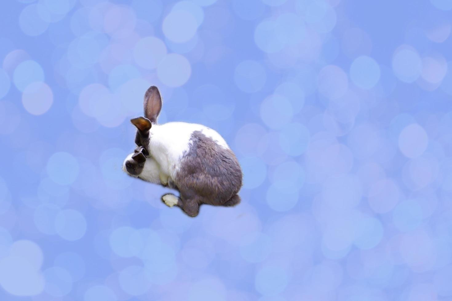 lapins pendant la saison des amours. les races de lapins de taille moyenne à grande sont sexuellement matures à 4 à 4,5 mois, les races géantes à 6 à 9 mois, et les petites races comme le nain polonais... photo