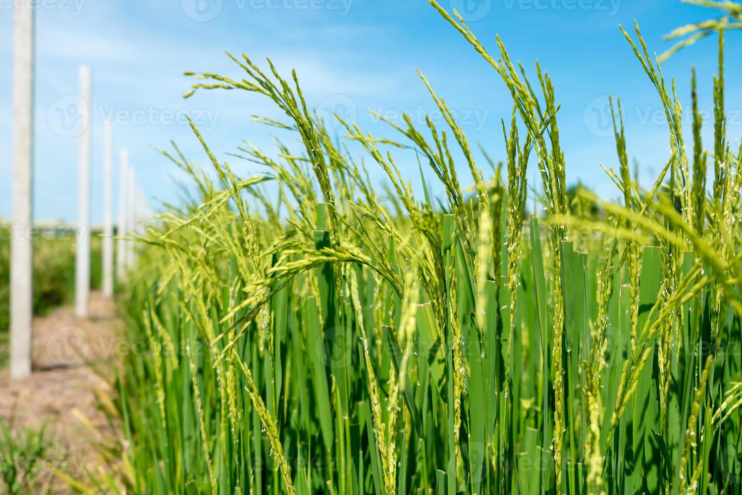 champ de semis de riz en thaïlande photo