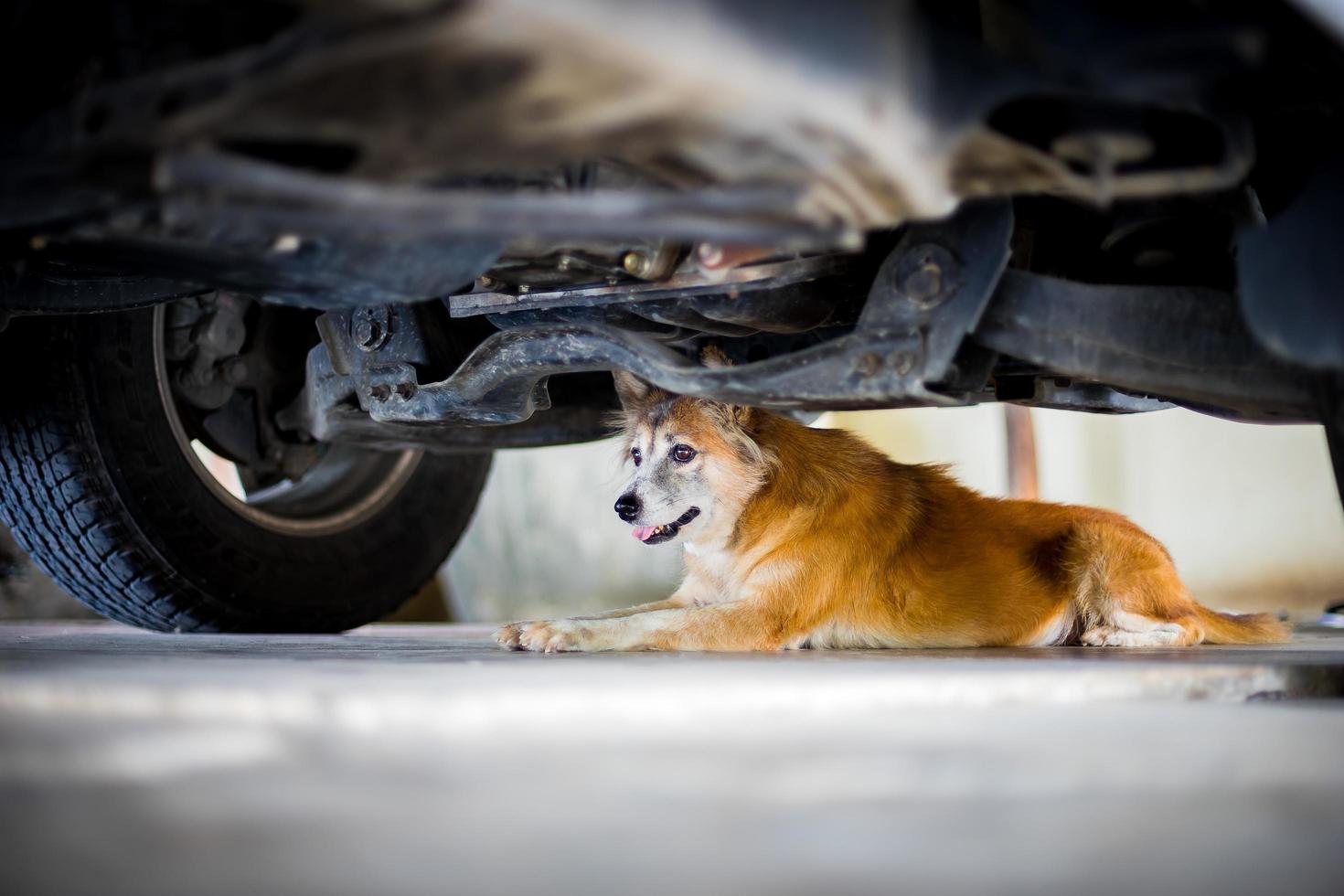 chien brun dormant sur un sol en ciment sous la voiture photo
