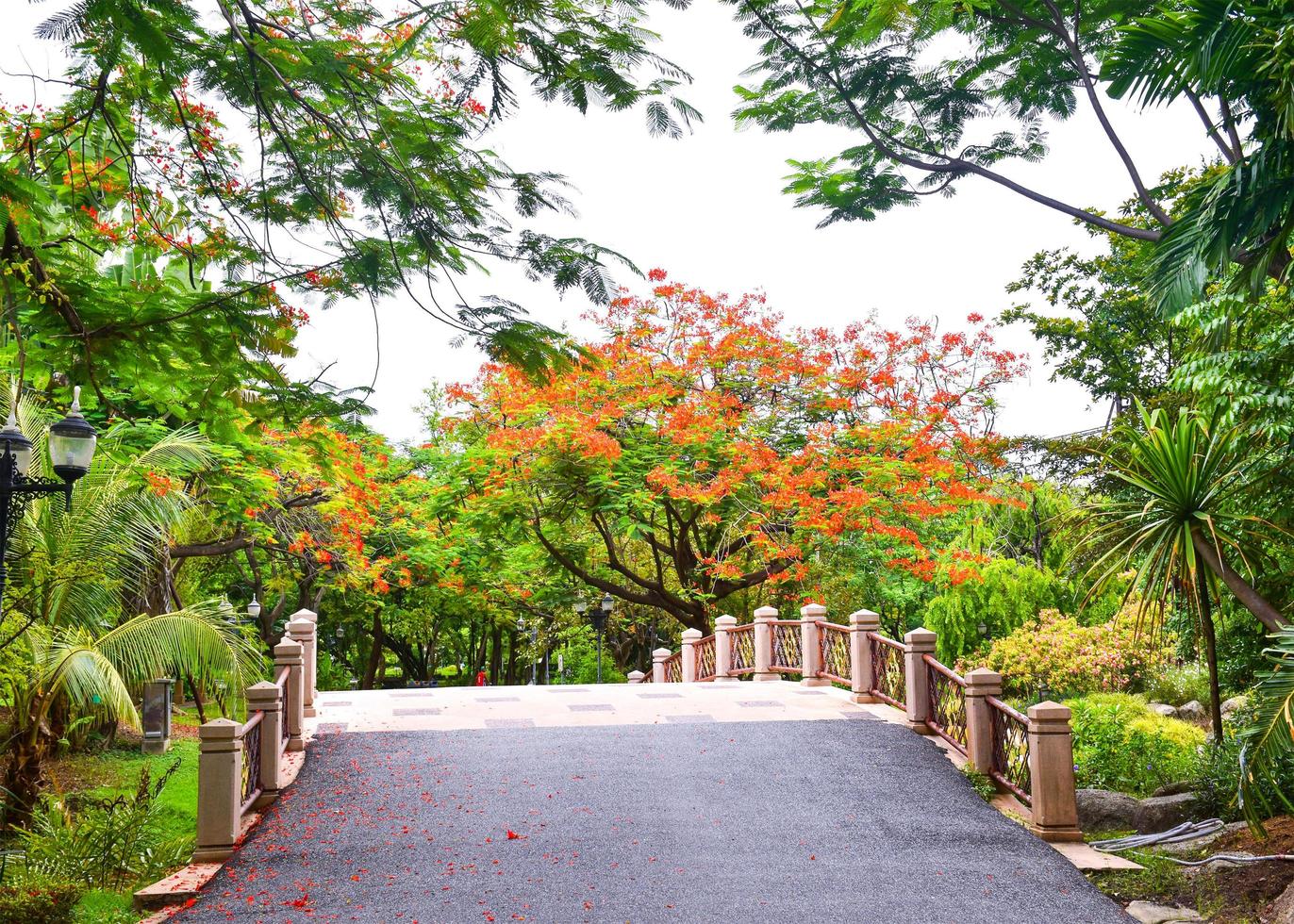 Mariée et arbre fleurs orange dans le parc public de Chayuchak Bangkok Thaïlande photo