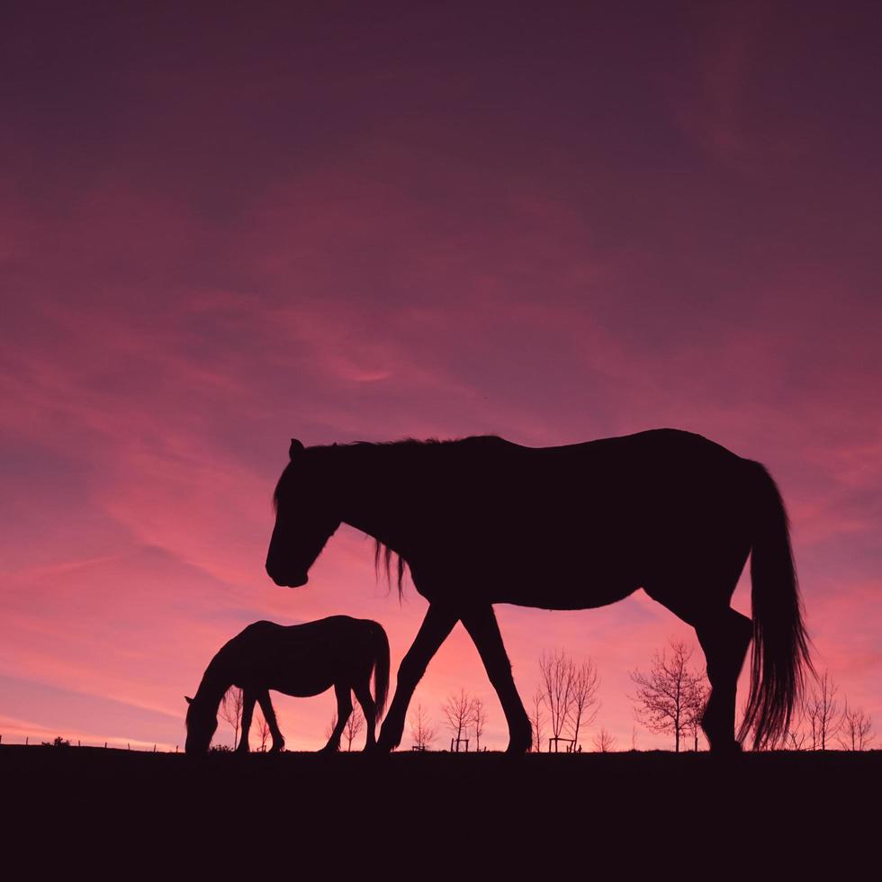 silhouette de cheval dans le pré avec un beau fond de coucher de soleil photo