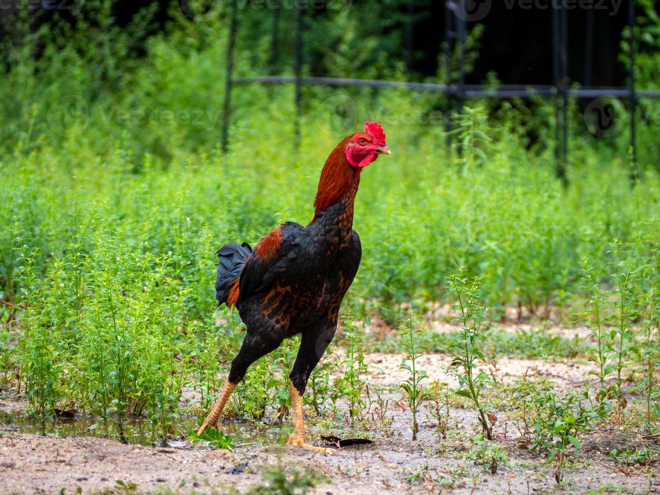 poulet et nature photo