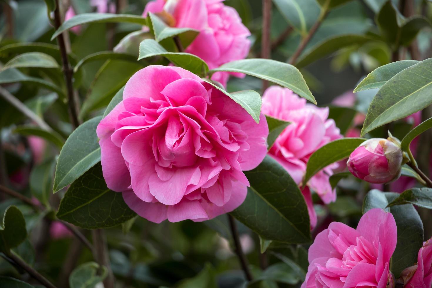 camélia rose en pleine floraison à east grinstead photo