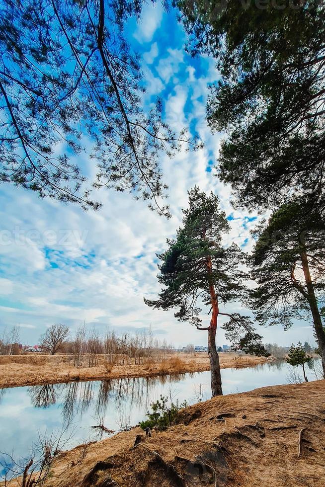nature nordique au début du printemps. pins au bord de la rivière. écotourisme, paysage calme. le ciel bleu se reflète dans l'eau. photo