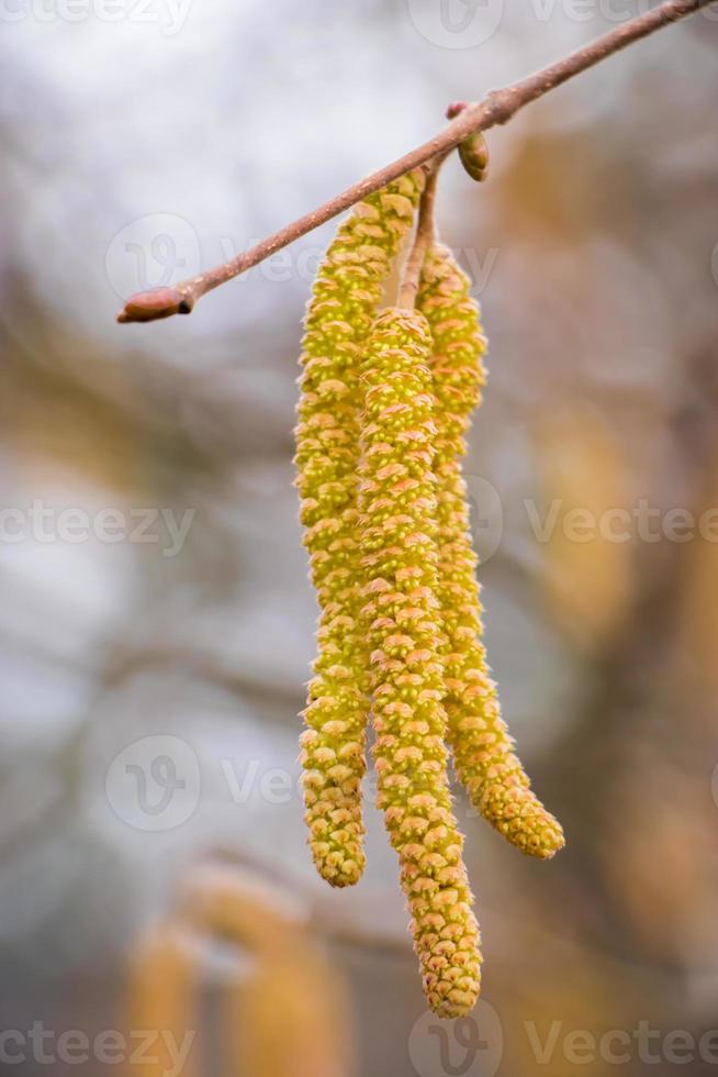 noisettes en fleurs au début du printemps. photo