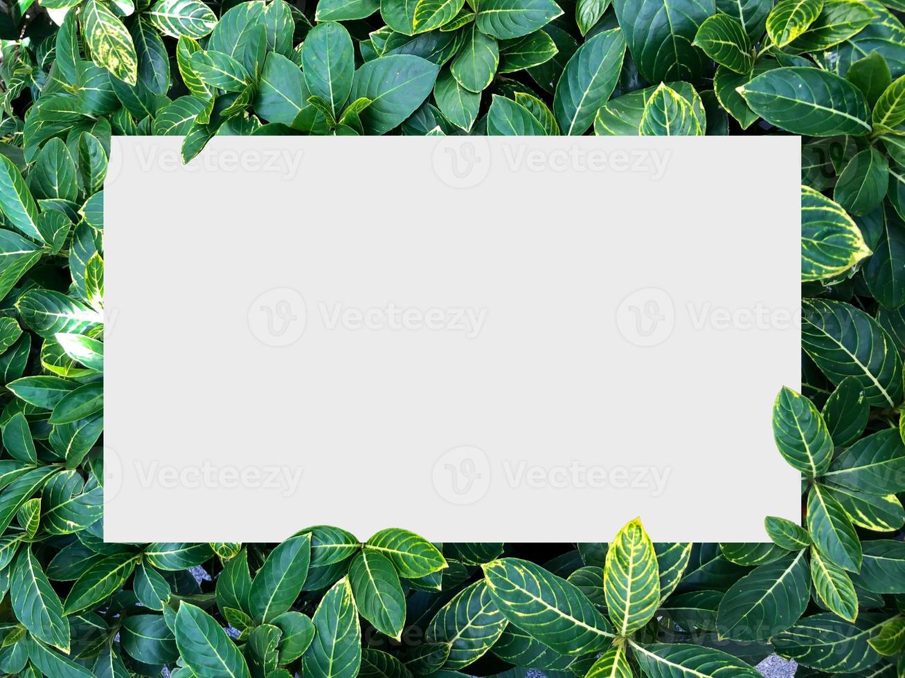 vue de dessus nature concept, note de mise en page du cadre en papier, mise à plat sur fond de feuilles vertes photo