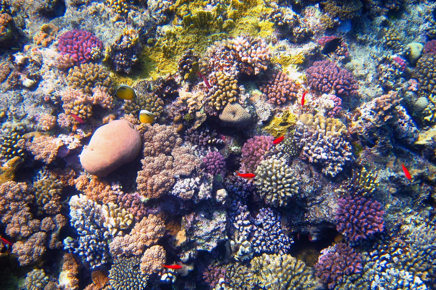 récif de corail coloré photo