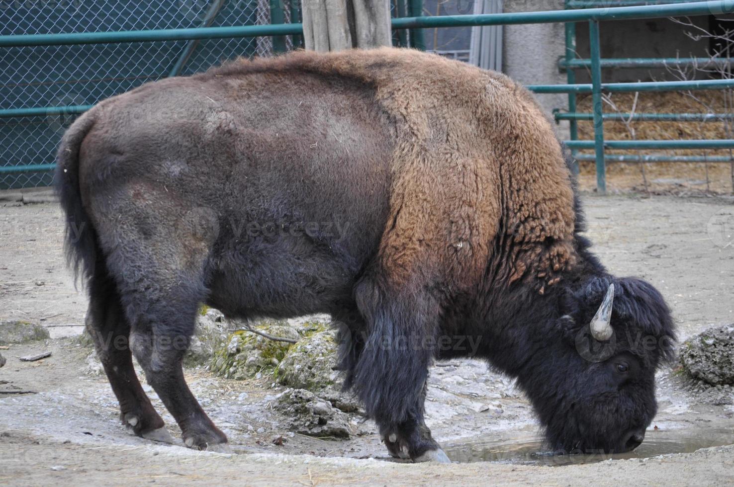 animal mammifère bison américain photo