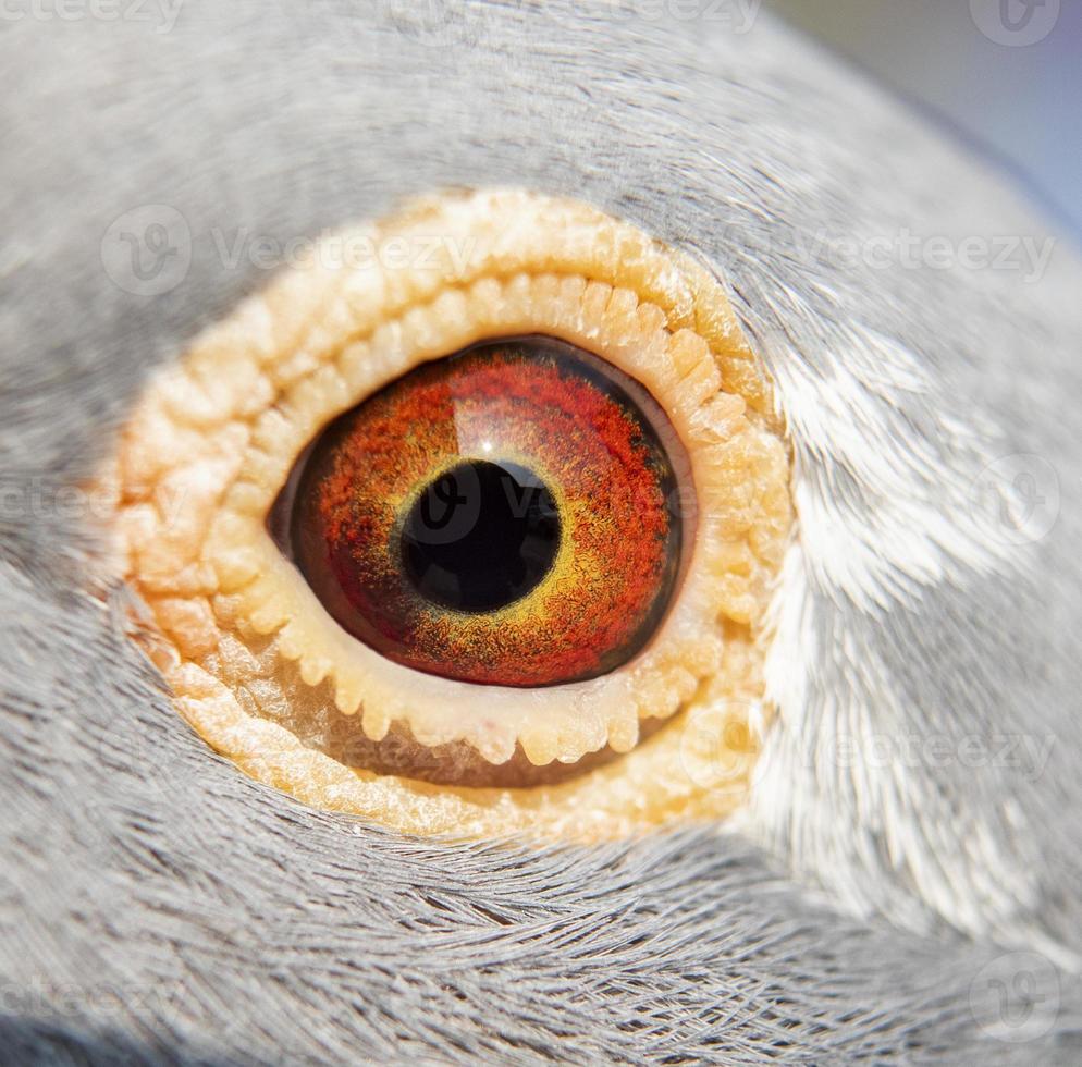 Close up detail dans les yeux d'oiseau pigeon voyageur photo