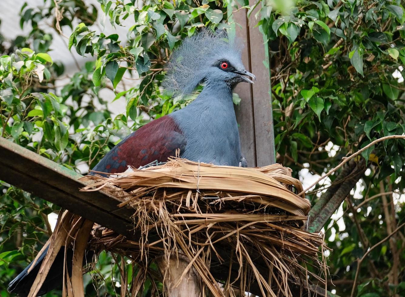 Fuengirola, Andalousie, Espagne, 2017. pigeon couronné du sud au bioparc photo