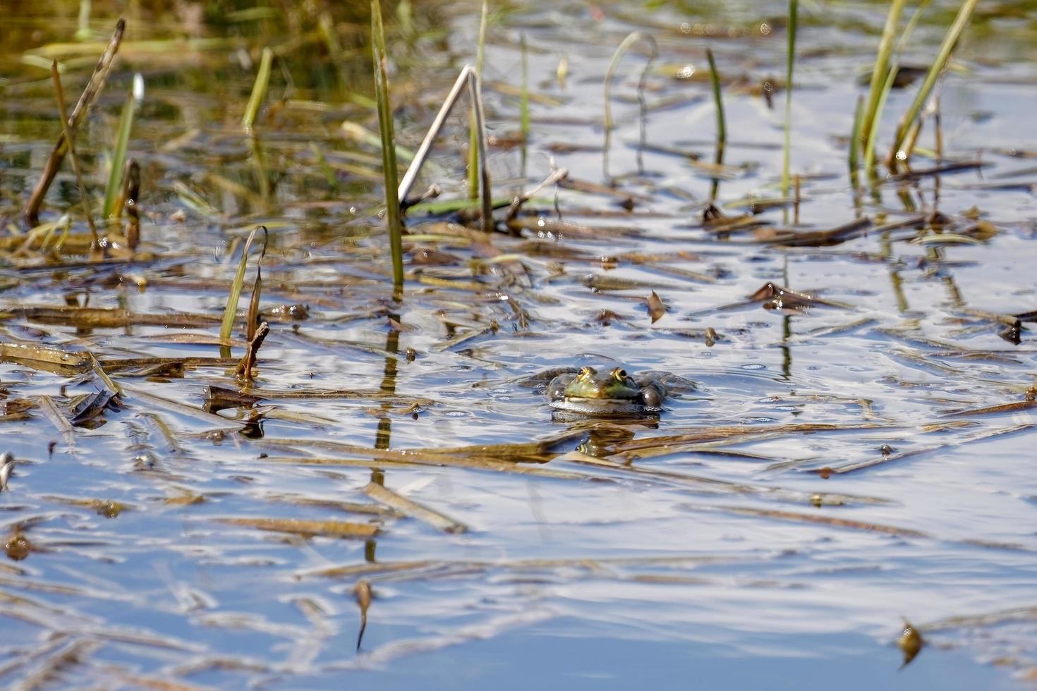 grenouille des marais dans les marais de Rainham photo