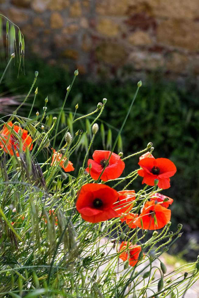 Coquelicots en fleurs le long de la route dans le val d'orcia toscane photo