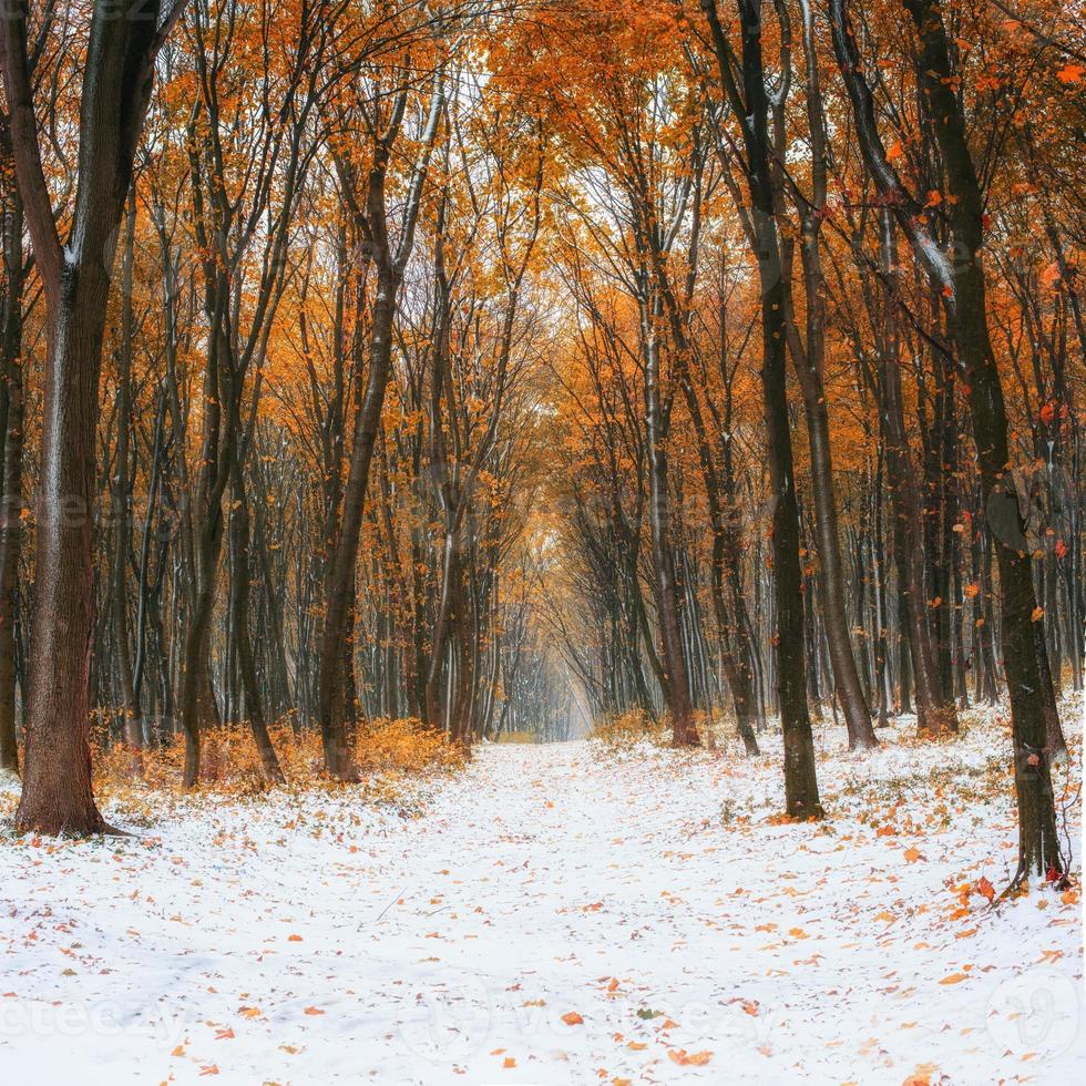 forêt de hêtres de montagne d'octobre photo