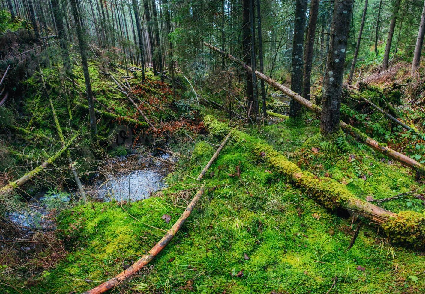 ruisseau entre les arbres photo