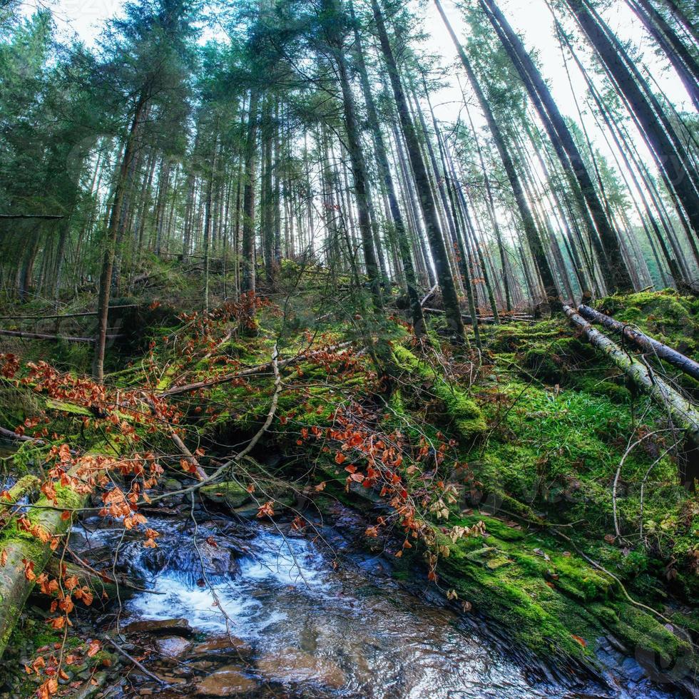 ruisseau entre les arbres photo