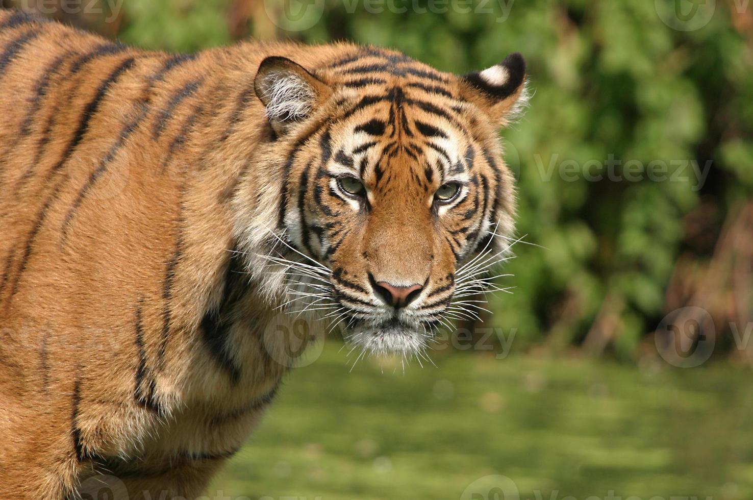 portrait de tigre photo
