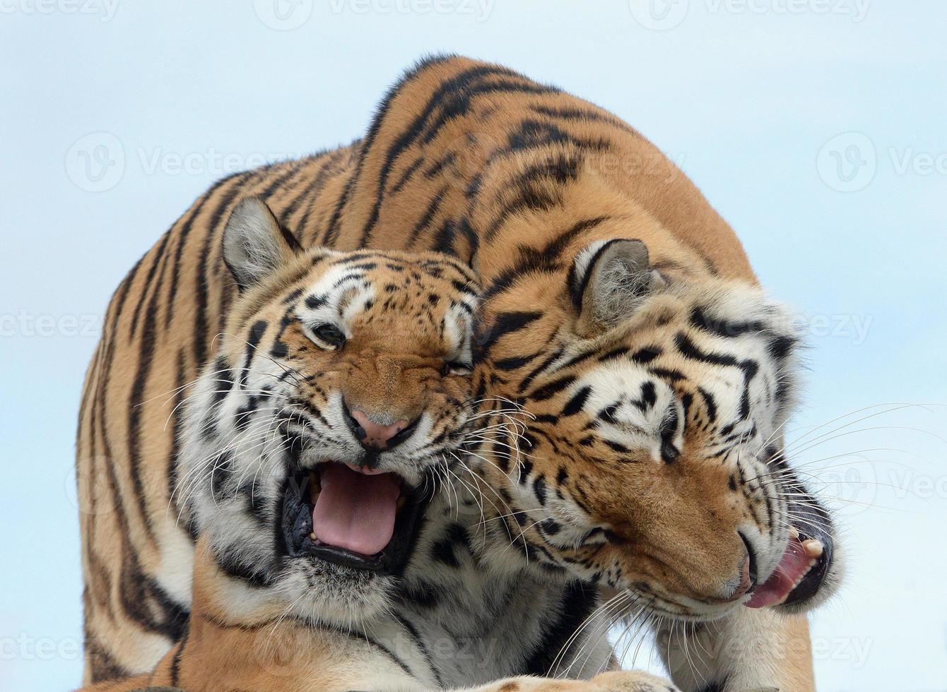 tigres heureux photo