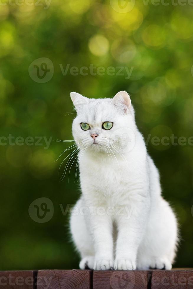 British shorthair cat outdoors photo
