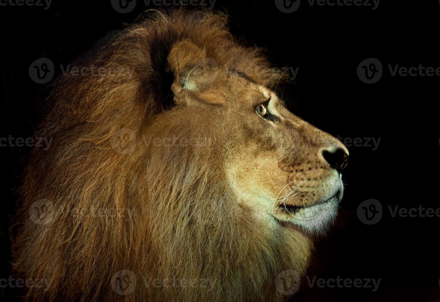 lion arrogant photo
