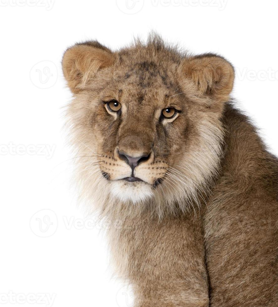 lion, 9 mois, devant un fond blanc photo