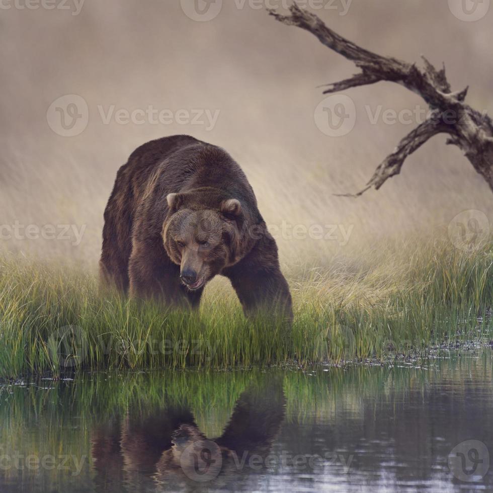 Grizzly photo