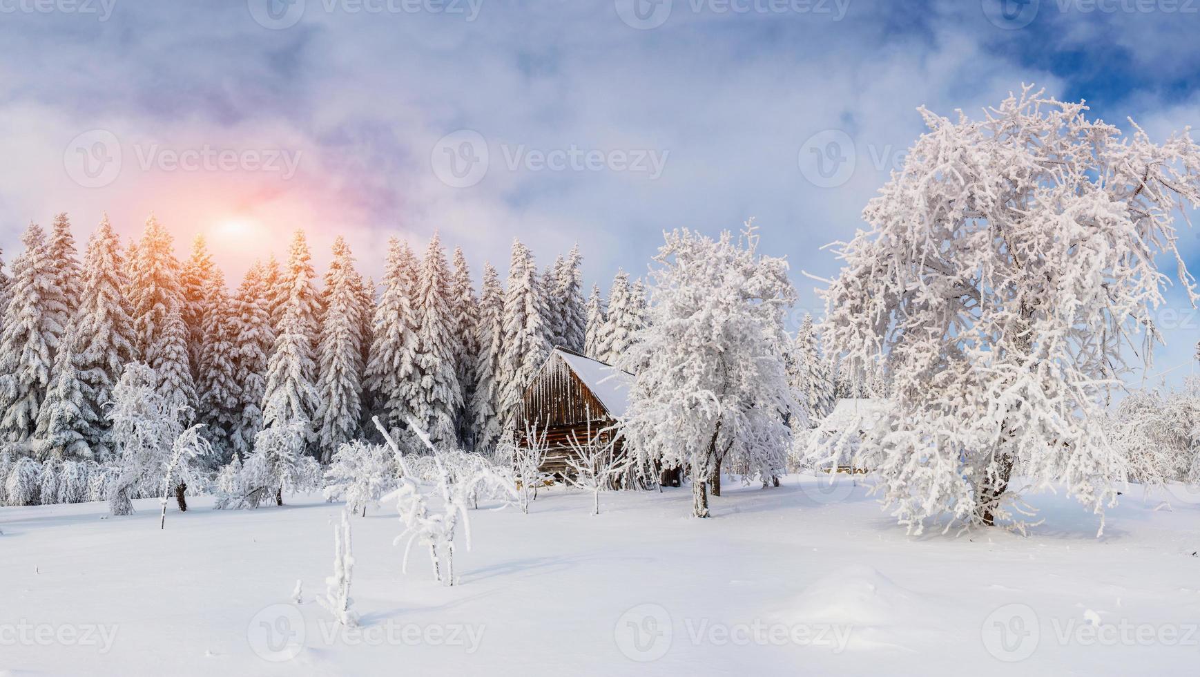 arbres en hiver photo