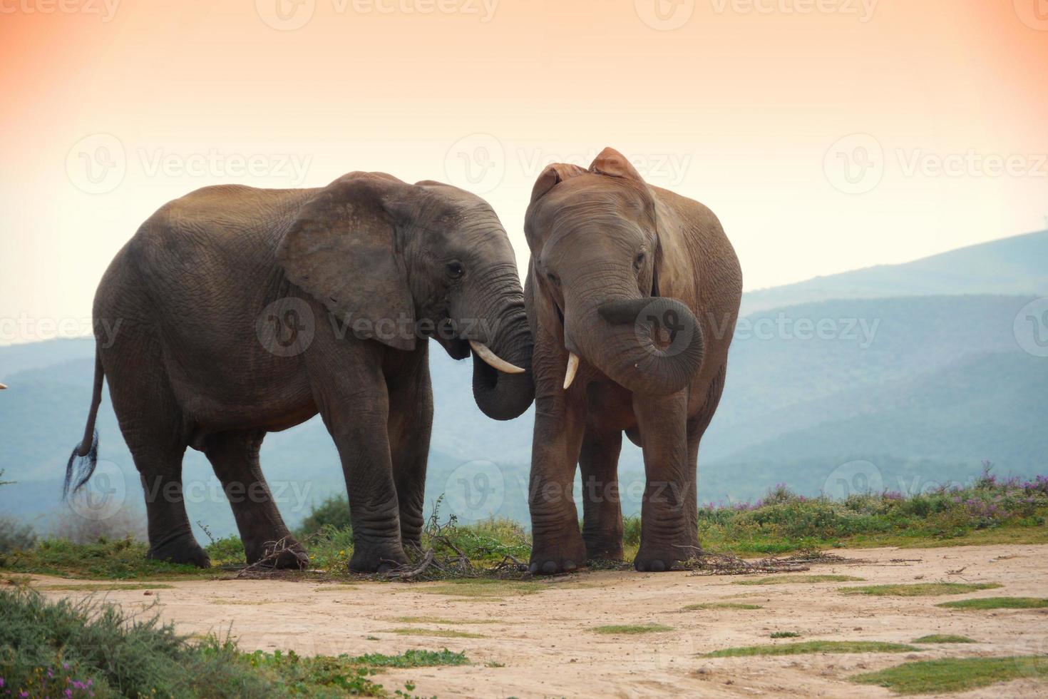 Deux éléphants dans le parc des éléphants d'Addo, Afrique du Sud photo
