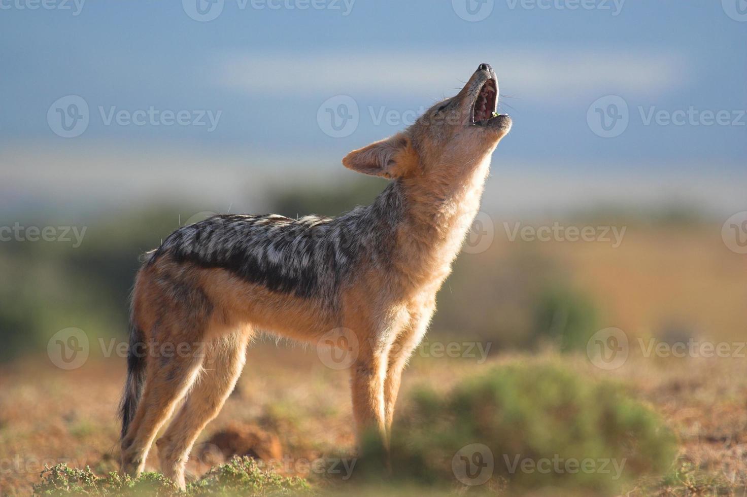coyote hurlant dans un paysage désertique photo