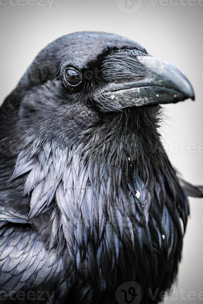 gros plan, noir, corbeau commun, corvus, corax photo
