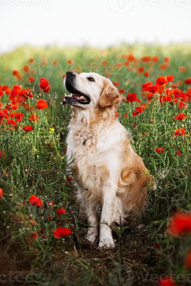 chien labrador retriever. chien golden retriever sur l'herbe. adorable chien en fleurs de pavot. photo