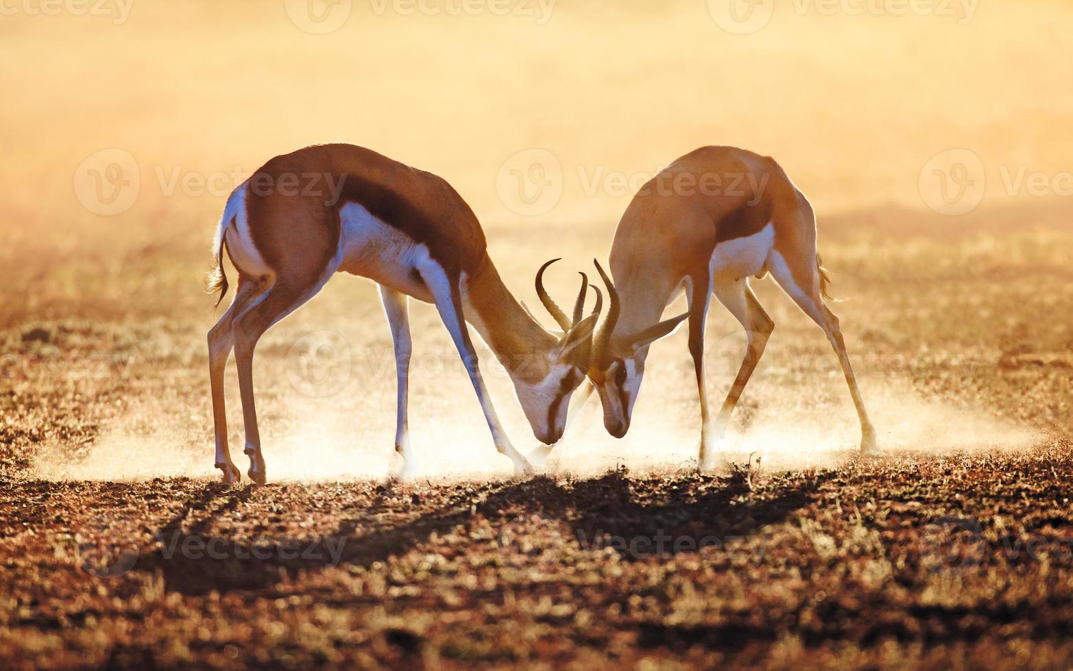 springbok dual dans la poussière photo