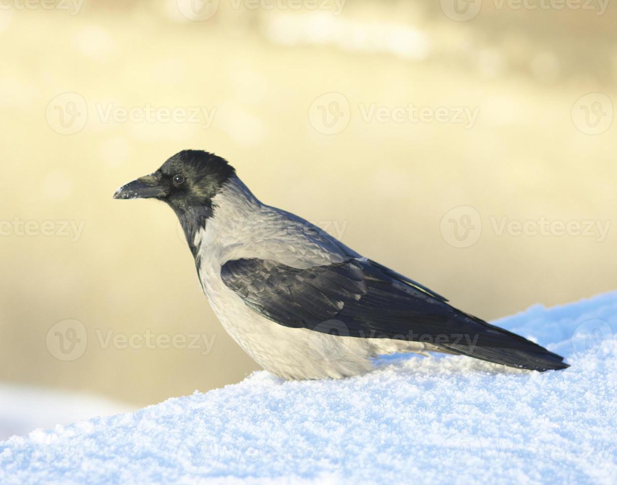 corbeau dans la neige photo
