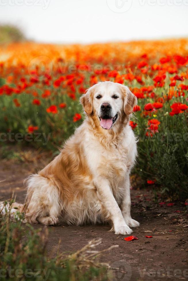 chien labrador retriever. chien golden retriever sur l'herbe. adorable chien en fleurs de pavot. photo