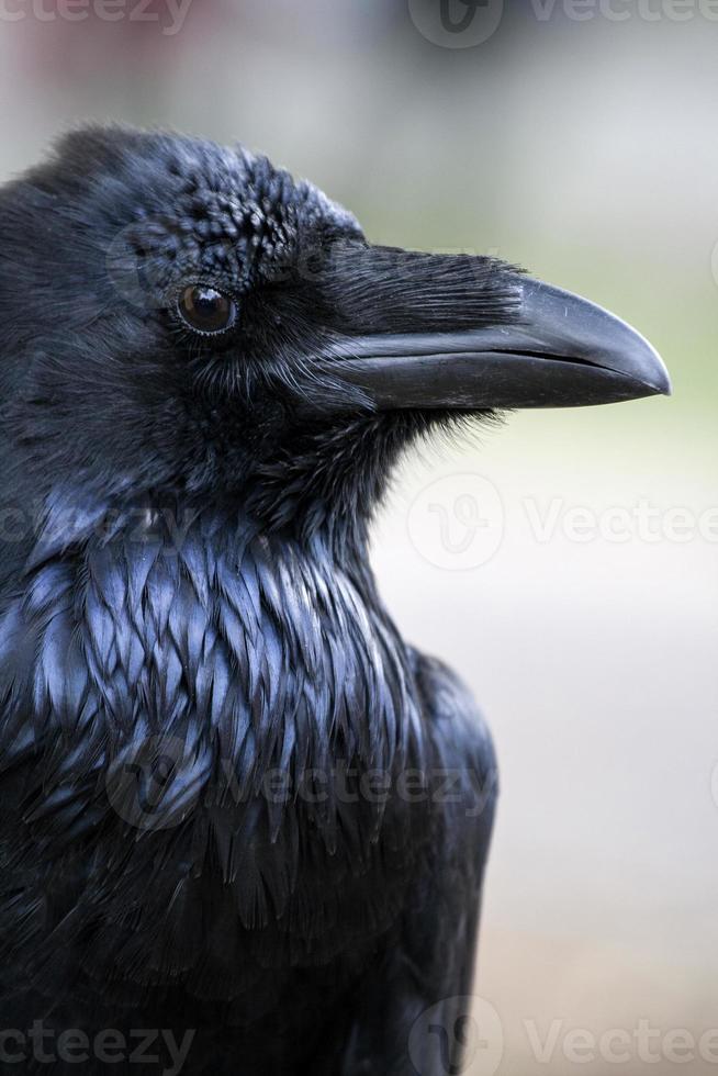 portrait de corbeau noir debout - corbeau commun photo
