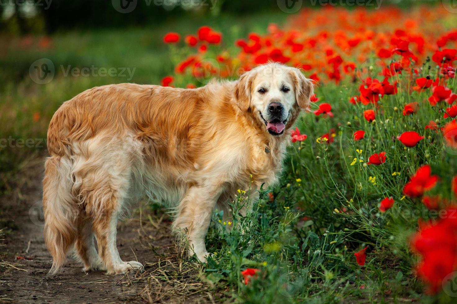 chien labrador retriever. chien golden retriever sur l'herbe. adorable chien en fleurs de pavot. photo