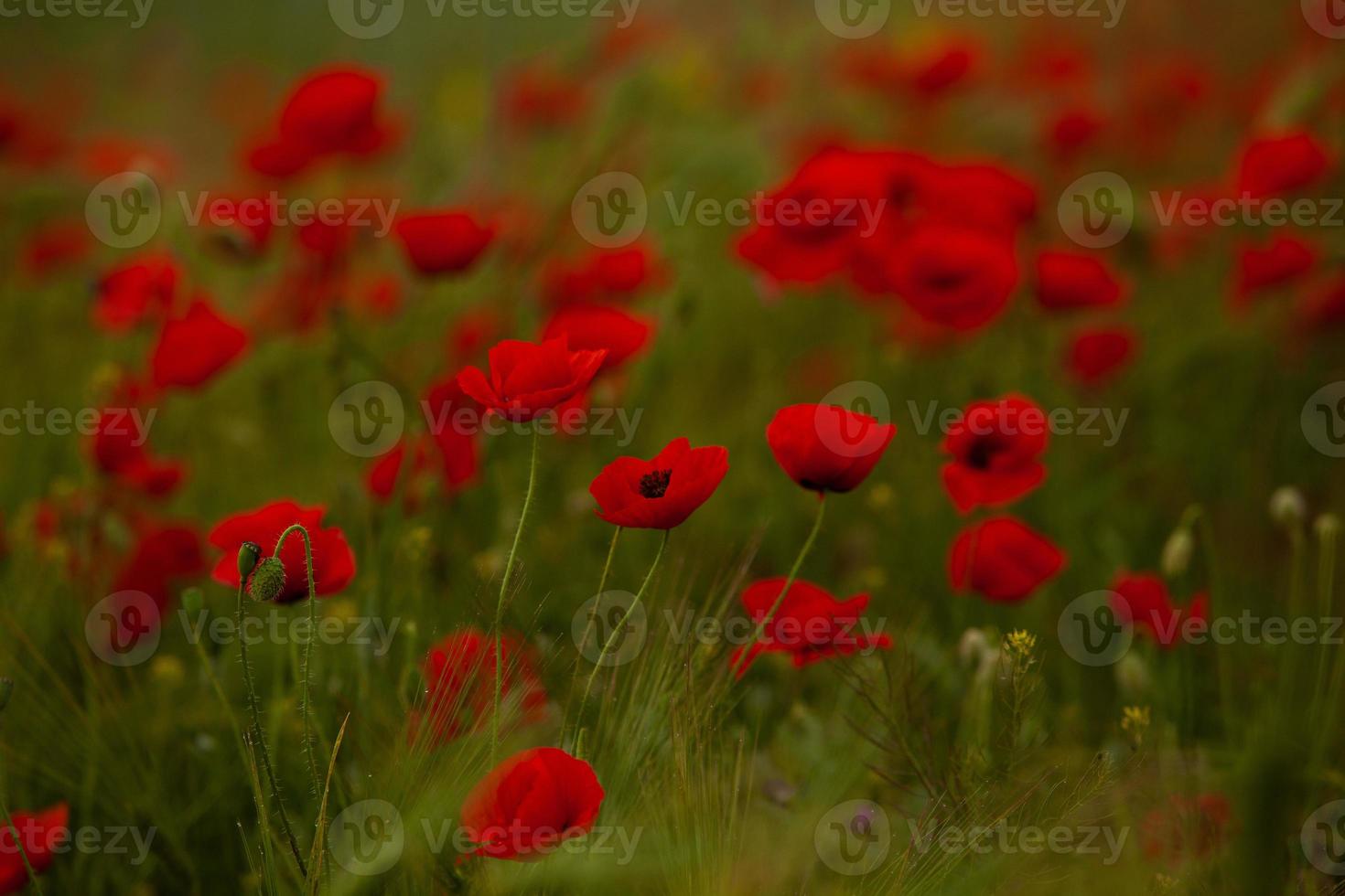 beau champ de coquelicots rouges à la lumière du coucher du soleil. gros plan de fleurs de pavot rouge dans un champ. fond de fleurs rouges. belle nature. paysage. fleurs rouges romantiques. photo