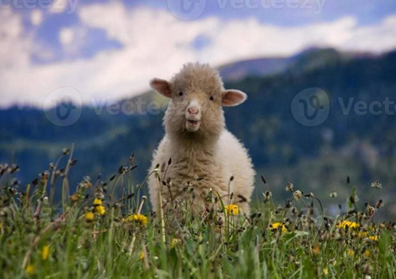 bébé mouton photo