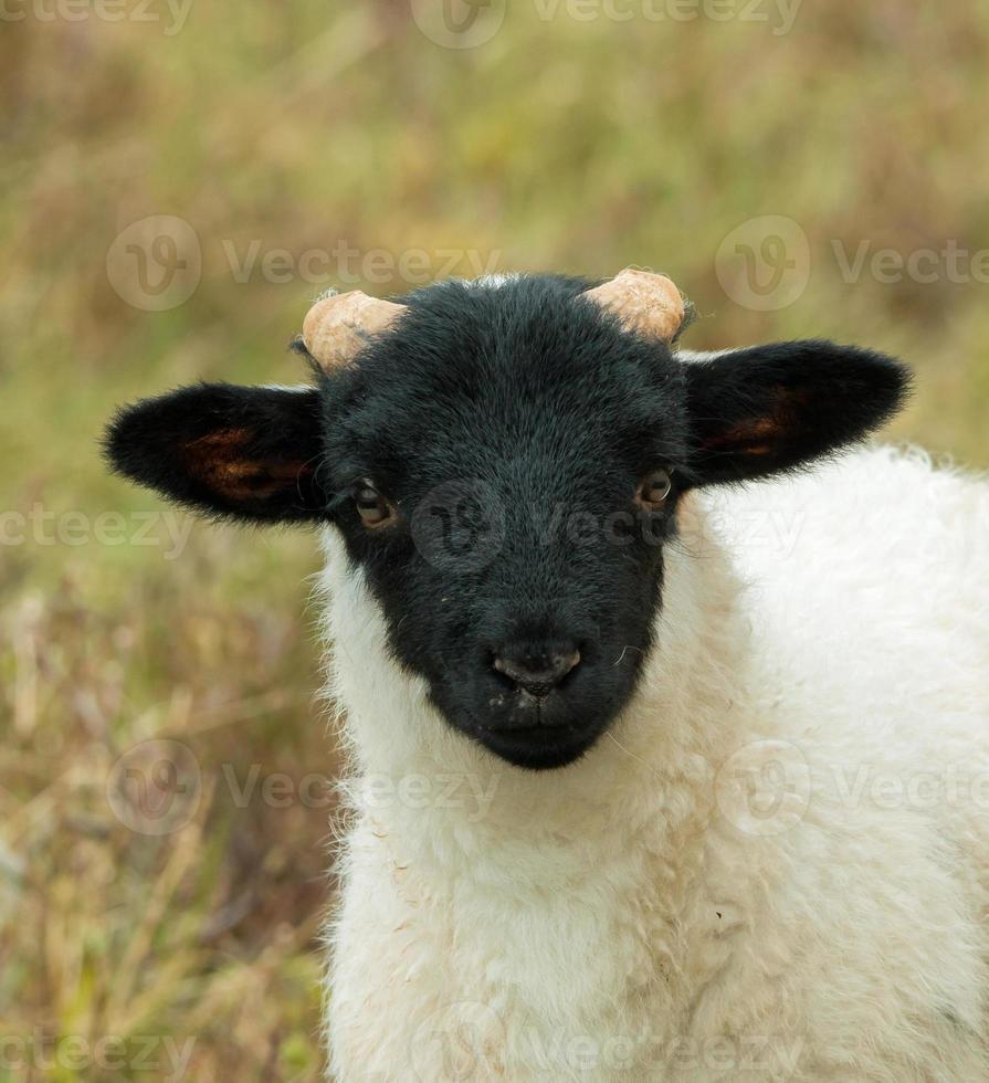 agneau mouton à face noire photo