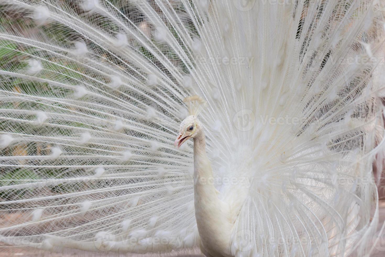 paon blanc avec plumes montrer vue latérale photo