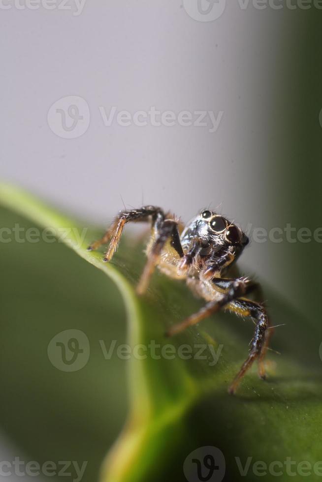 araignée sauteuse dans le jardin photo