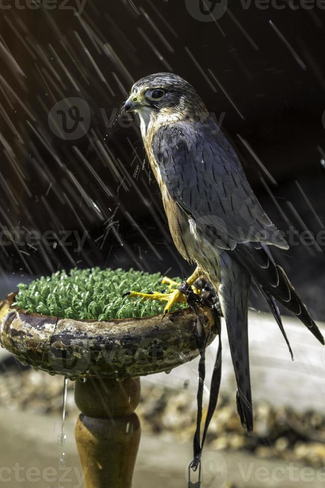 Merlin, petit oiseau de proie, sous la pluie photo