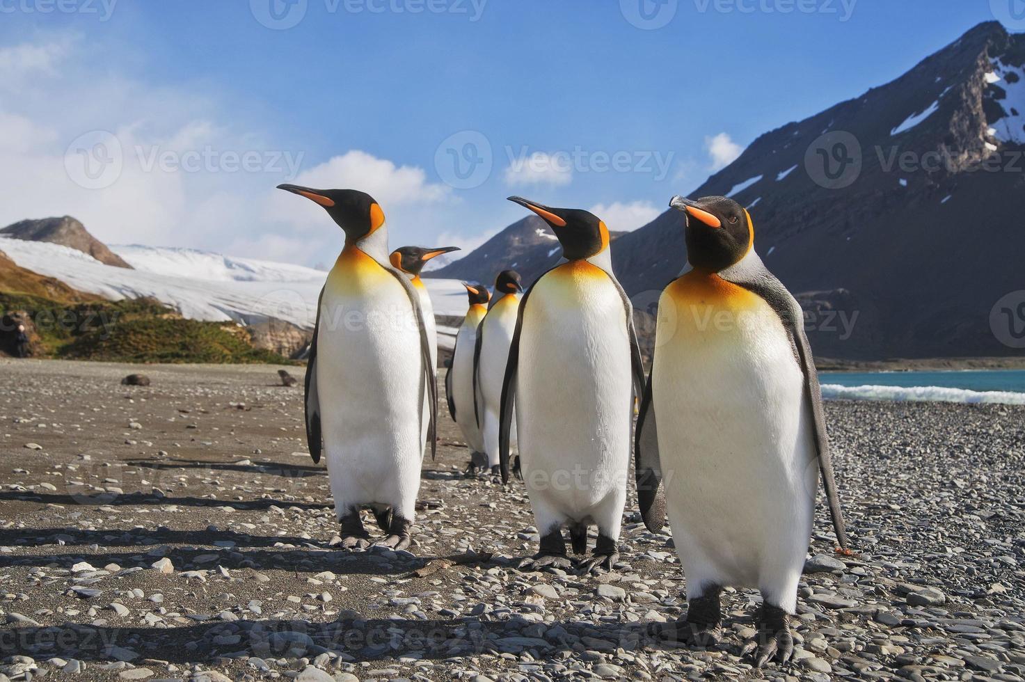 paradis des pingouins photo