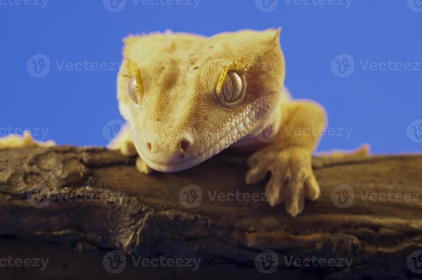 gecko à crête photo