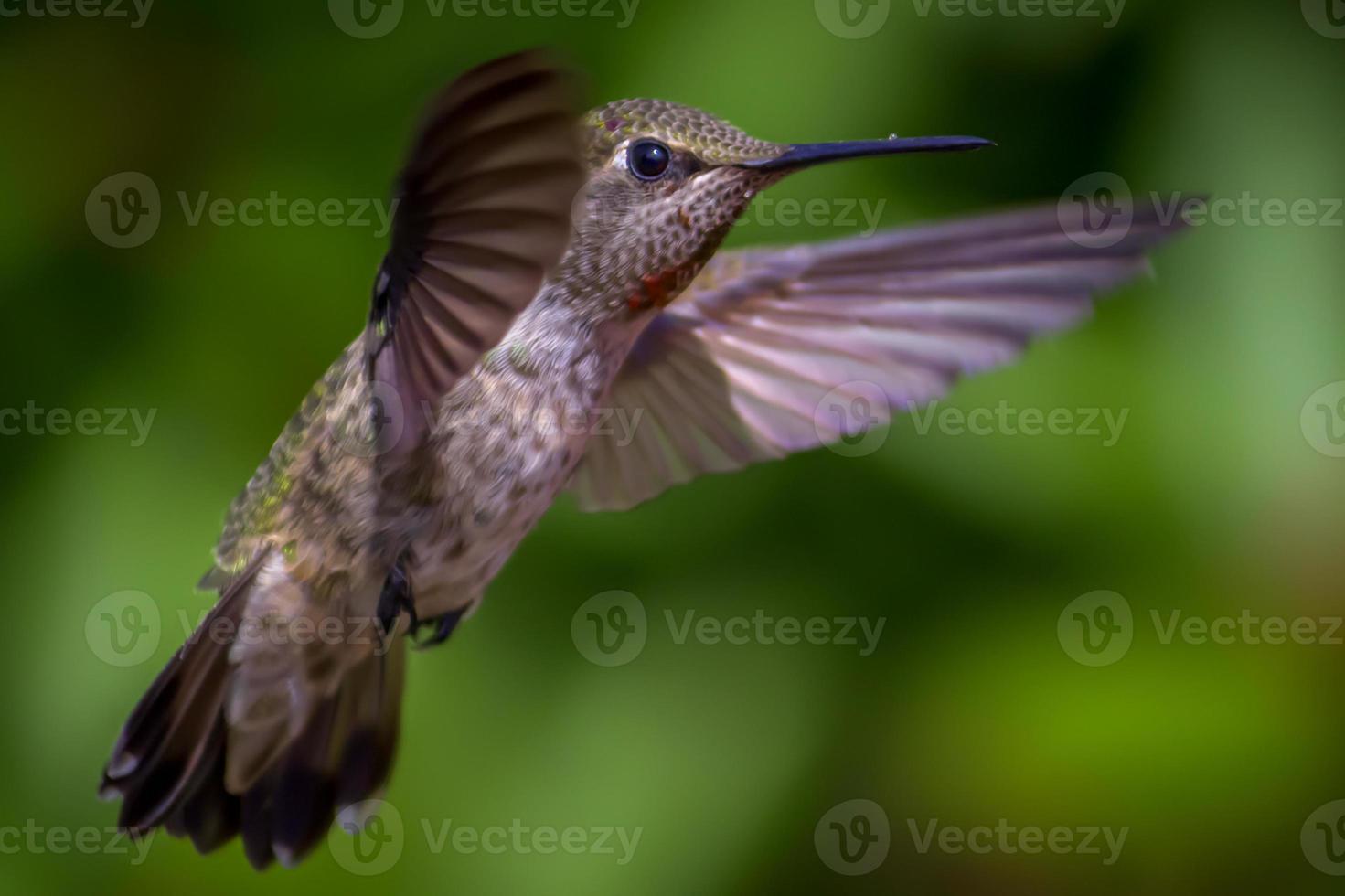 colibri photo