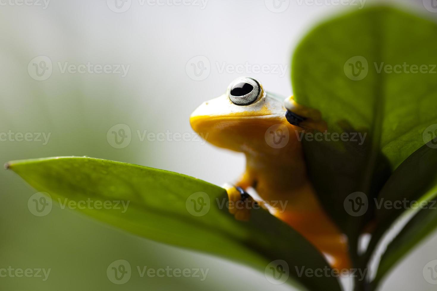 grenouille volante dans la jungle photo