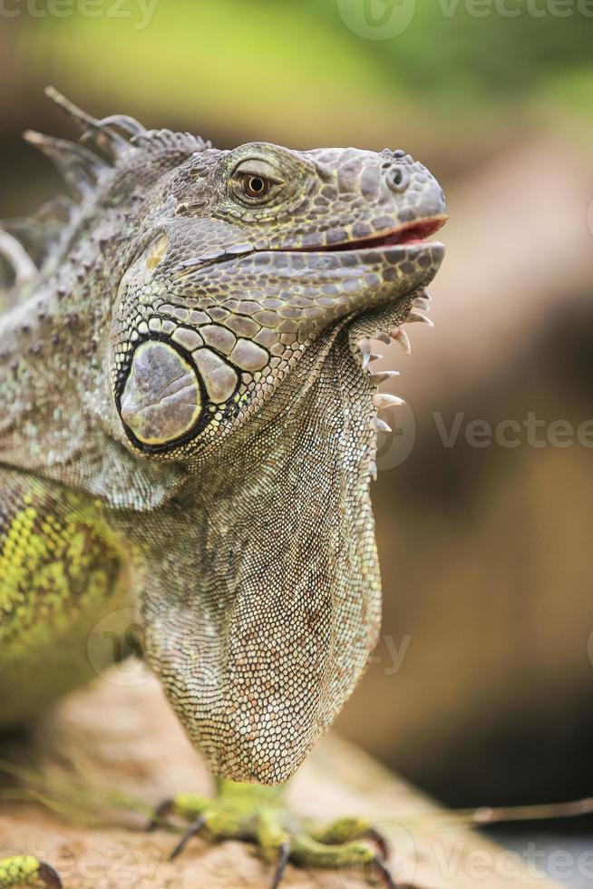 iguana verde photo