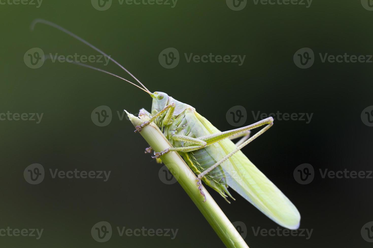 grand gros plan de brousse-cricket vert photo