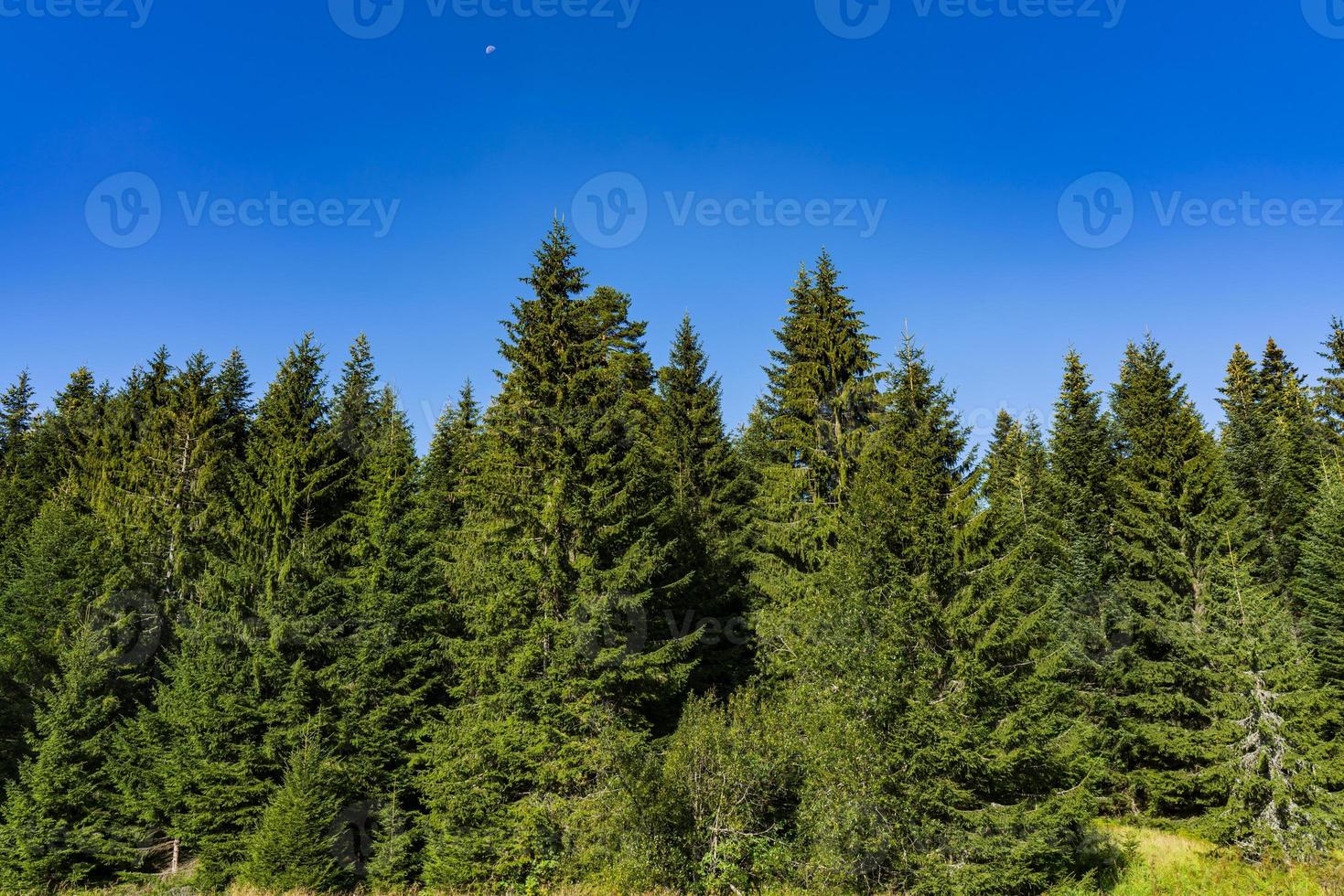 forêt sur la montagne de tara en serbie un jour d'été photo