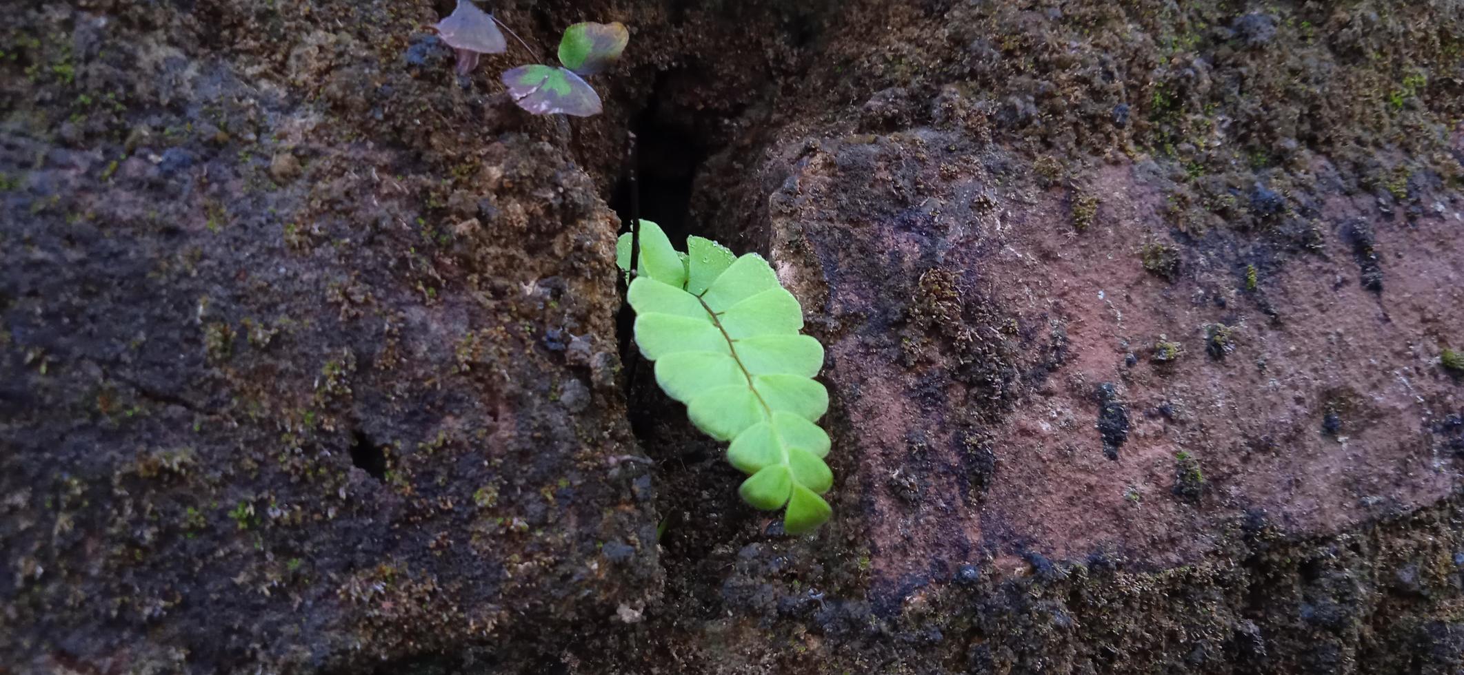 fougère de maidenhair vert sauvage poussant entre le mur. photo